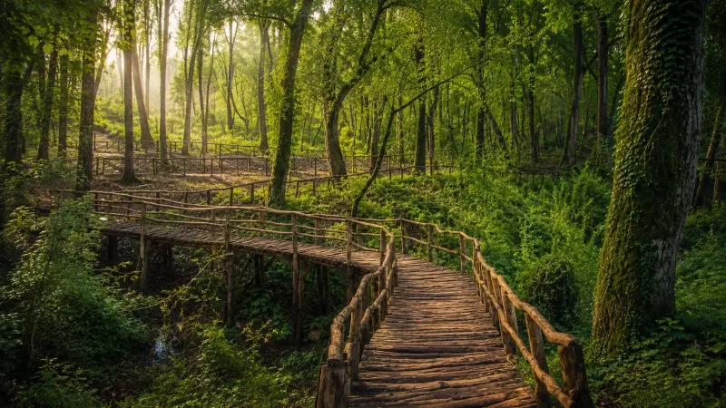 Frunloq Forests